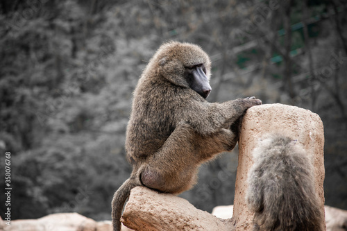 An olive baboon sits and thinks.  © Joseph