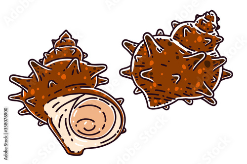Turban shell(Conch). Colored vector illustrations set.