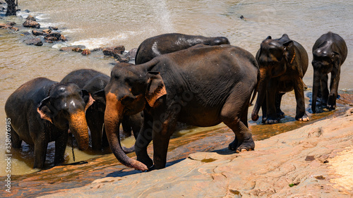 Flock of the Asian elephants in wilderness, Sri Lanka photo