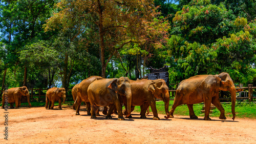 Flock of the Asian elephants in wilderness  Sri Lanka