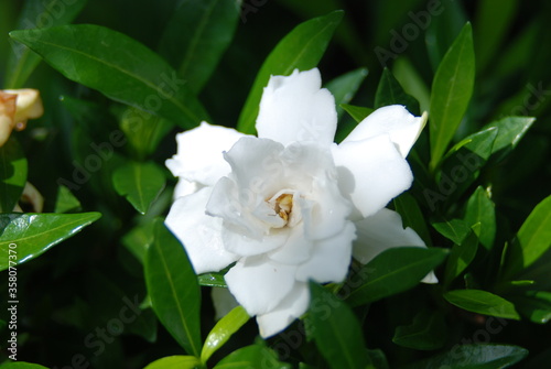 Four Seasons Gardenia flowers