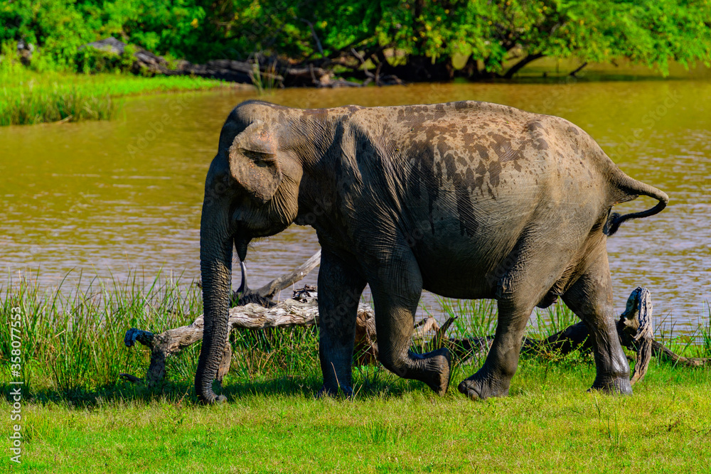 Fototapeta premium Asian elephant in the green nature, Sri Lanka