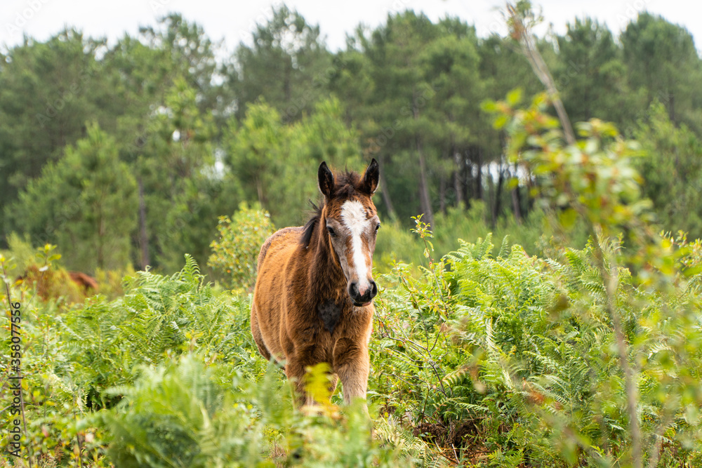 Fototapeta premium cheval