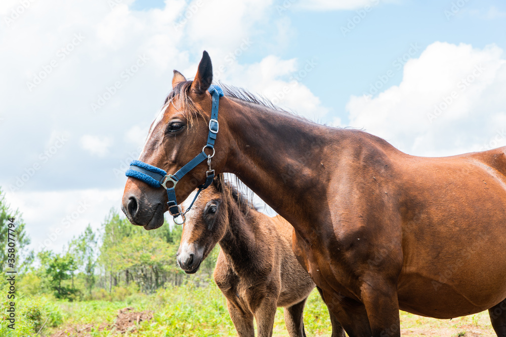 Obraz premium cheval