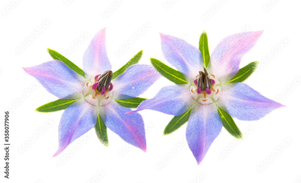 Borage isolated on white background Borage isolated on white background