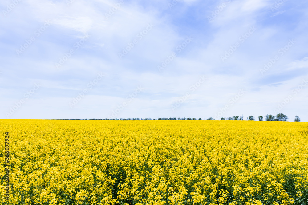 yellow flowers on field against blue sky with clouds yellow flowers on field against blue sky with clouds