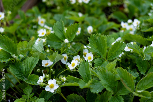 flowering strawberries bushes in the garden, strawberry beds
