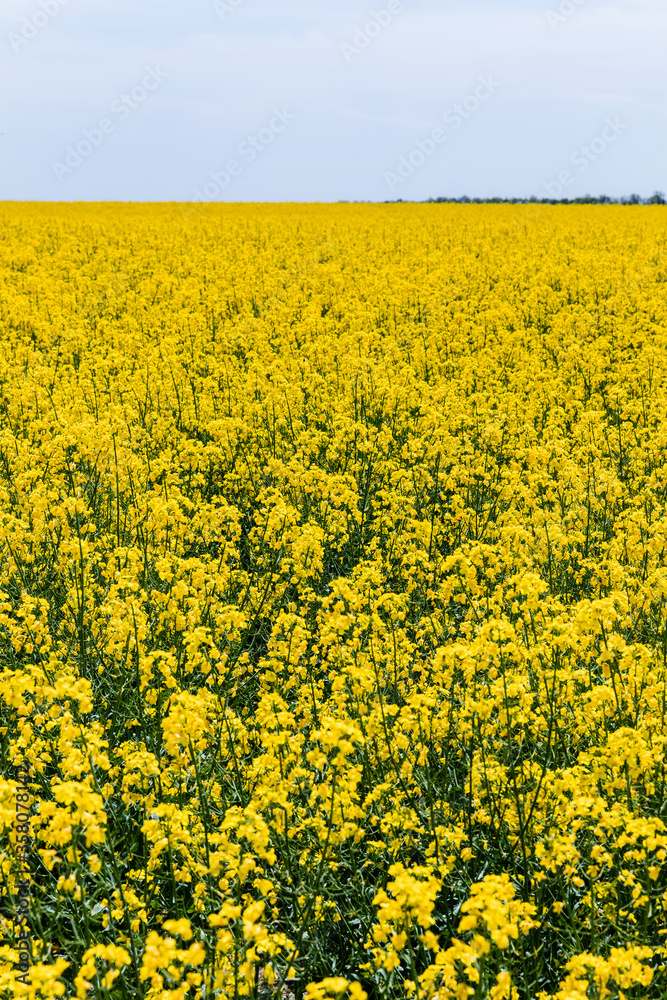 selective focus of yellow and blooming wildflowers against sky with clouds in summer selective focus of yellow and blooming wildflowers against sky with clouds in summer