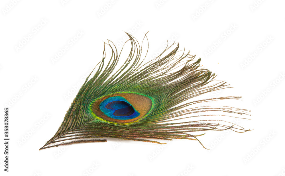 Obraz premium peacock feather with eye