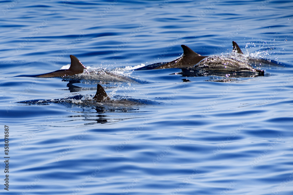 Fototapeta premium Dolphins swim in the ocean in Sri Lanka