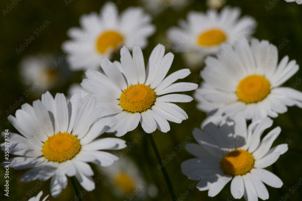 Daisy time. Daisies in the meadow and close-up Daisy time. Daisies in the meadow and close-up