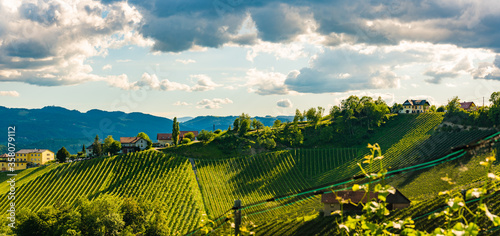 Vineyards panorama Leibnitz area famous destination wine street in south Styria in summer.