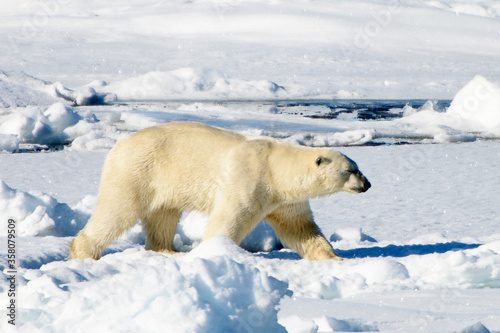 Polar bear om the snow in Arctic