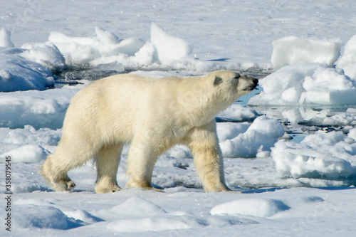 Polar bear in Arctic