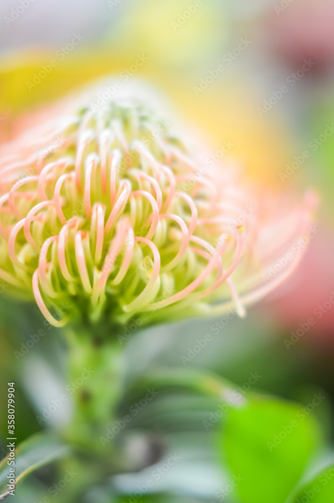 Pincushion protea flower close up, soft focus Pincushion protea flower close up, soft focus