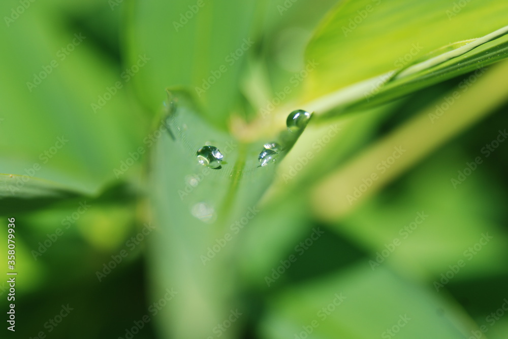 Droplets on a leaf after the rain