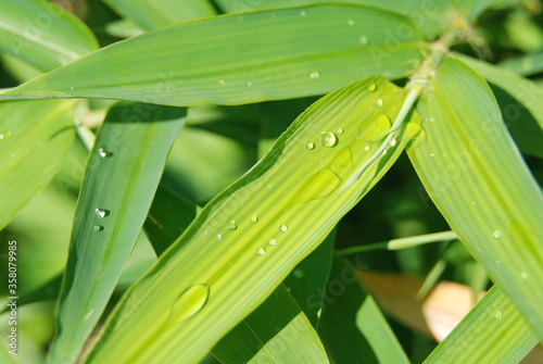 Droplets on a leaf after the rain