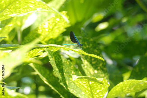 Blue Damselfly