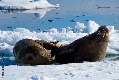 Canvas-taulu Walrus in Arctic
