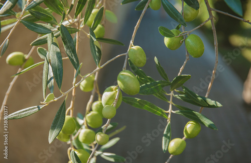 Olives on a tree in the olive garden