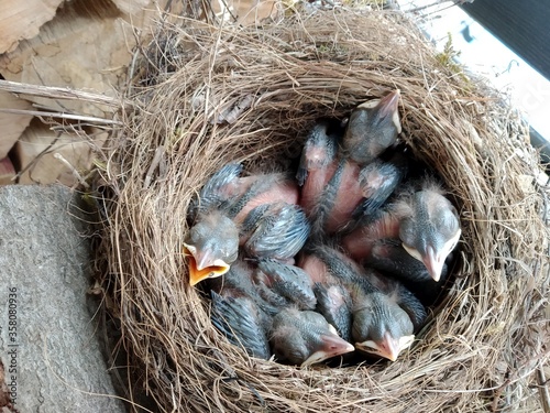 Nest mit Amseln
