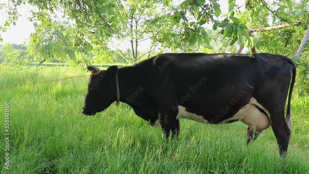 Black cow stands in the backyard of the farm and waiting for the milking Black cow stands in the backyard of the farm and waiting for the milking
