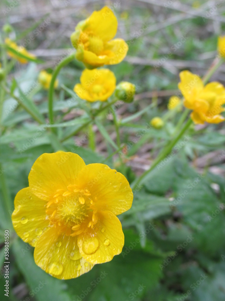 yellow flowers in the garden yellow flowers in the garden