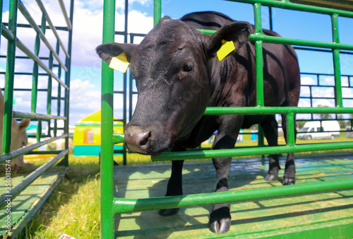 Plakat one cow in the paddock after the raid.