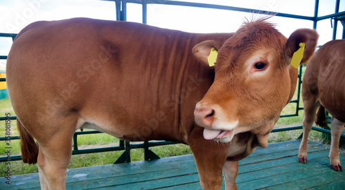 Plakat one cow in the paddock after the raid.
