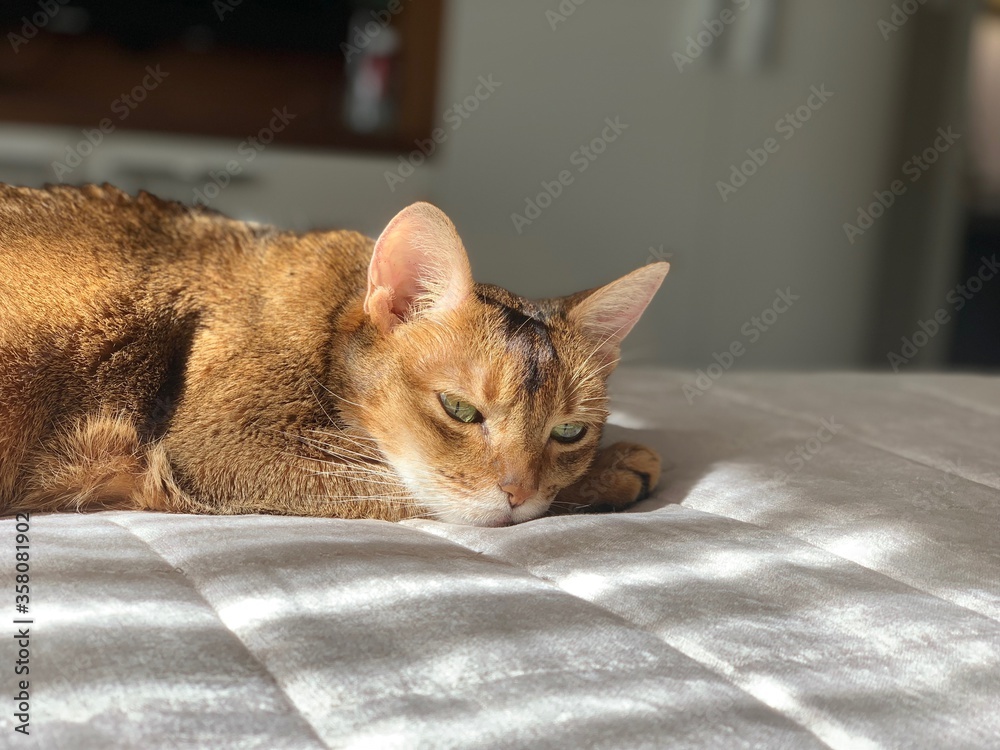 Abyssinian cat laying on the bed