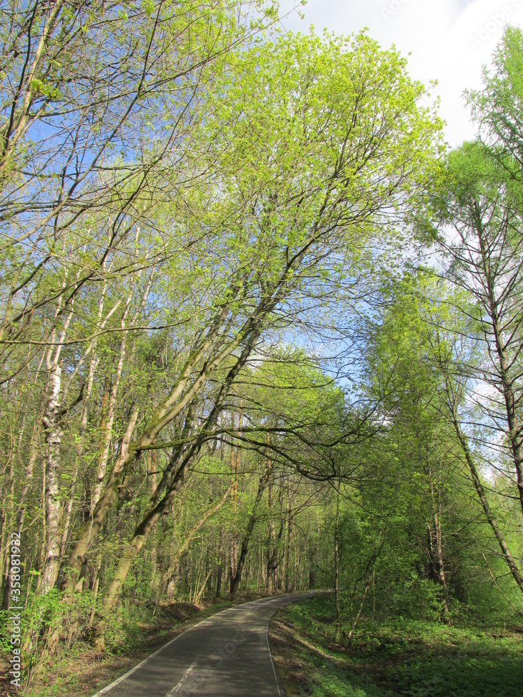 Fototapeta premium road in the forest
