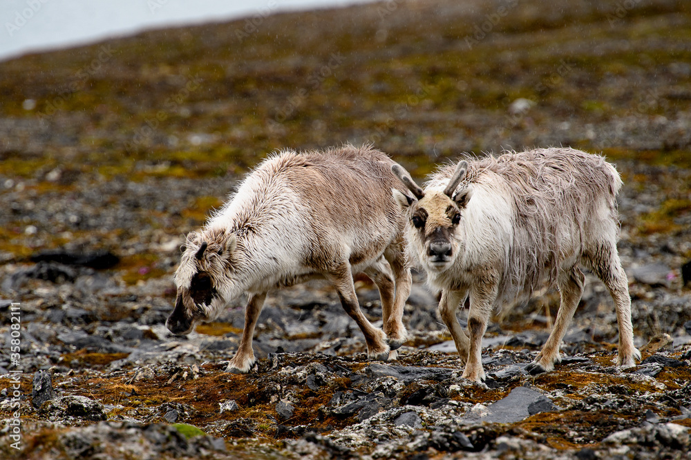 Svalbard reindeer on the grass in Spitzbergen Svalbard reindeer on the grass in Spitzbergen