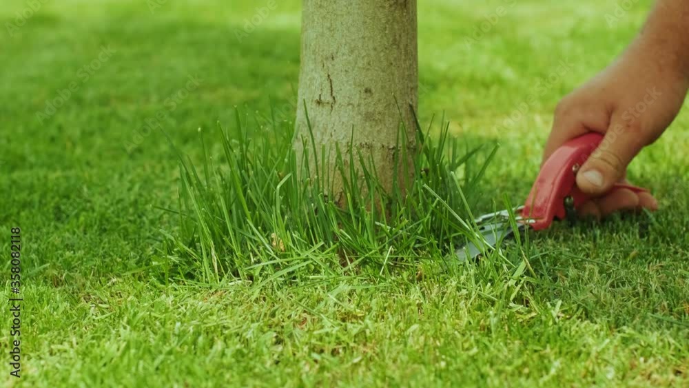 Human hand using scissors to cutting grass cuts grass mows the lawn near the tree