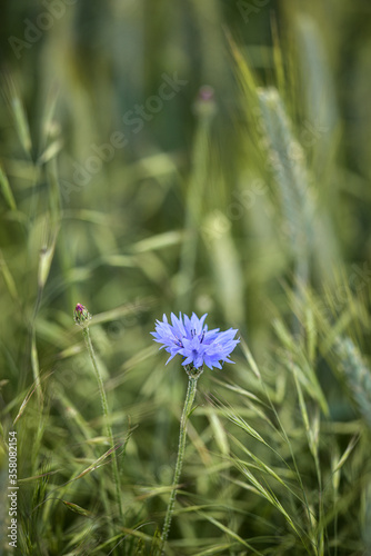 purple flowers in the field