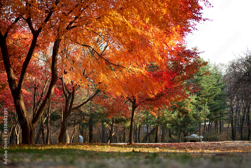 Fallen leaves. Heoninneung Royal Tombs in Seoul, South Korea. Heoninneung is the grave of the King of the Joseon Dynasty.
Fallen leaves. Heoninneung Royal Tombs in Seoul, South Korea. Heoninneung is the grave of the King of the Joseon Dynasty.