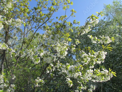 blossoming apple tree