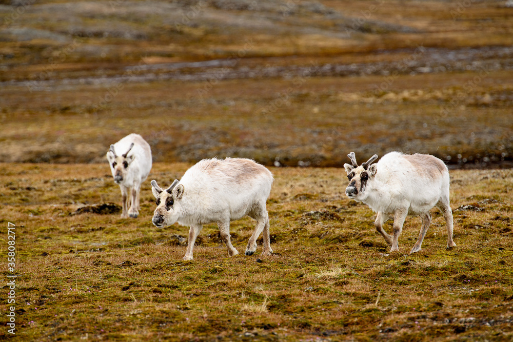 Reindeer in Spitzbergen