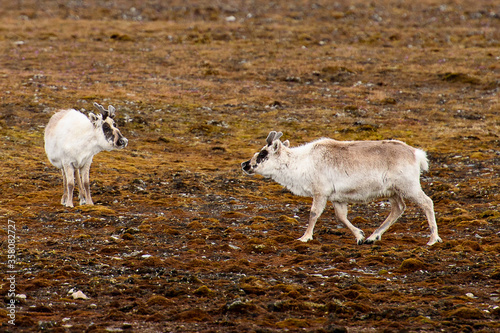Fototapeta Naklejka Na Ścianę i Meble -  Svalbard reindeer