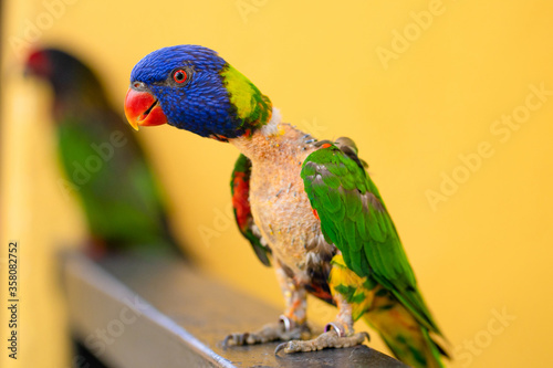 Valokuva Mating games Rainbow Lorikeet. A faded parrot sticks to a female