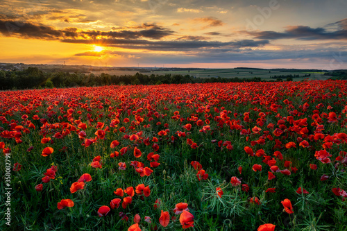 Beautiful poppy field during sunset