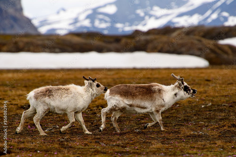 Svalbard reindeer in Spitzbergen