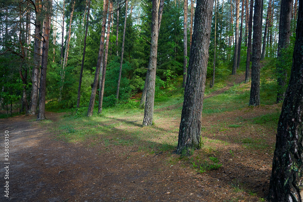 Fototapeta premium summer forest on a sunny day