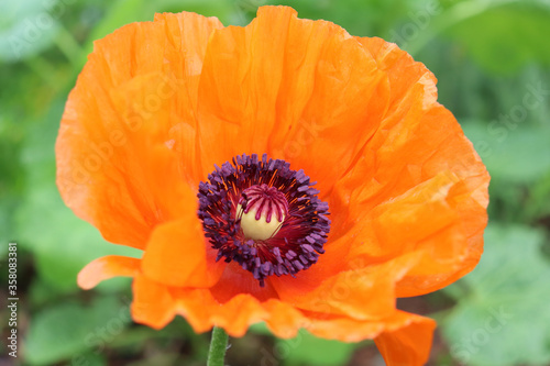 Closeup of bright orange poppy flower with ruffled petals and striking dark center