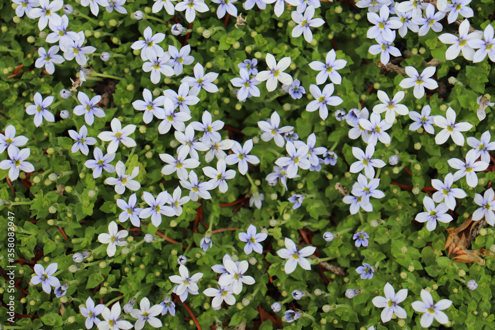 Closeup of thick blue star creeper ground cover with small, light blue flowers and tiny, pointed green leaves