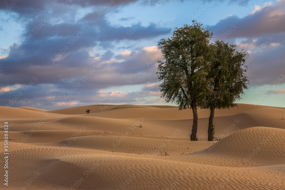 lonely tree in the desert