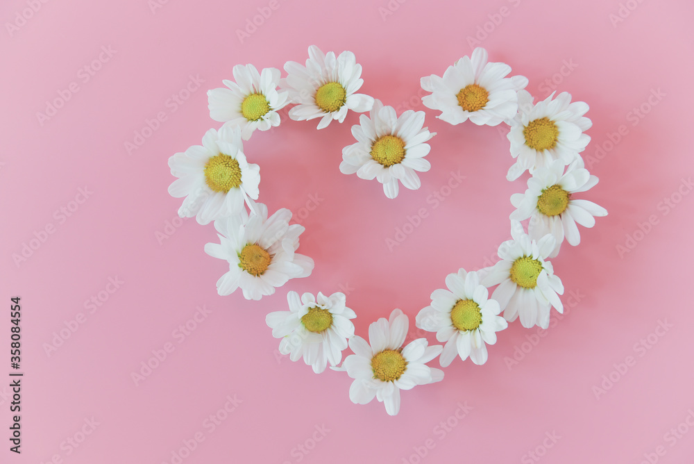 Flat lay of Daisy flowers in heart shape on pink background.
