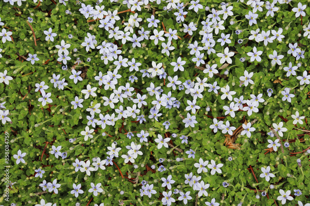 Closeup of thick blue star creeper ground cover with small, light blue flowers and tiny, pointed green leaves Closeup of thick blue star creeper ground cover with small, light blue flowers and tiny, pointed green leaves