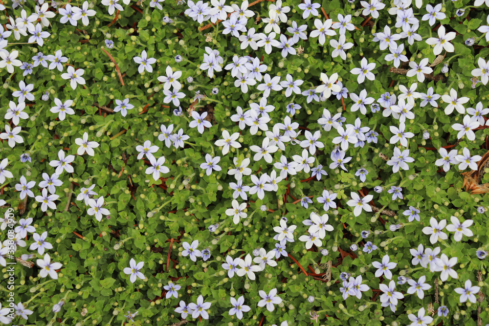Closeup of thick blue star creeper ground cover with small, light blue flowers and tiny, pointed green leaves Closeup of thick blue star creeper ground cover with small, light blue flowers and tiny, pointed green leaves