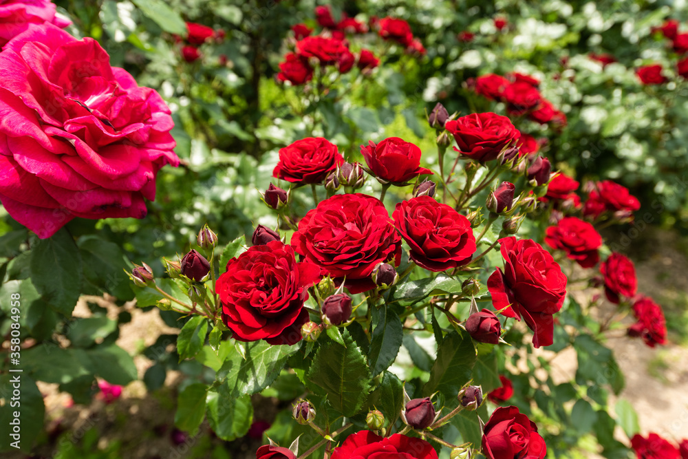 薔薇 薔薇