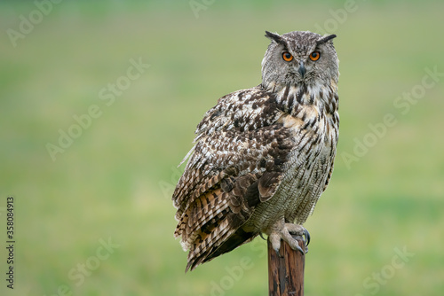 A beautiful, huge European Eagle Owl (Bubo bubo) sitting on a fence post at a pasture looking for prey. Looking straight to the camera.